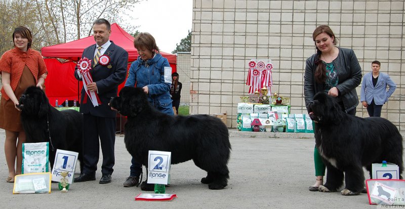 Фото: ньюфаундленд Midnight Lady's Morning Glory, ньюфаундленд S'Nezhnaya Vjuga Alyaniko del Vulture (С'Нежная Вьюга Альянико Дель Вультуре), ньюфаундленд Promise To Love Midnight Bear (Promise To Love Midnight Bear)