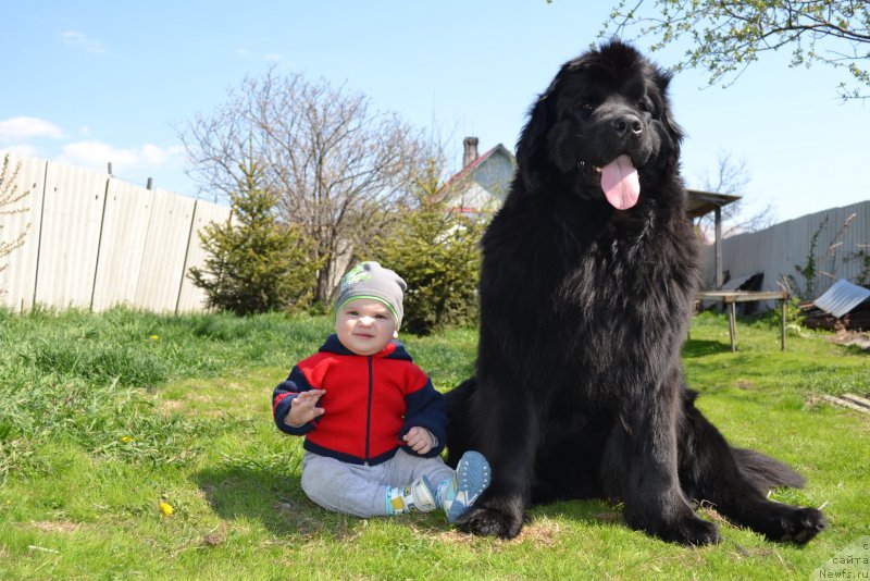 Фото: ньюфаундленд Talisman Morya Magiya Voln (Талисман Моря Магия Волн)