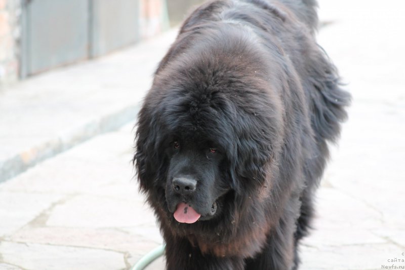 Фото: ньюфаундленд CHezare Amore Mio (Чезаре Аморе Мио), ньюфаундленд CHezare Amore Mio (Чезаре Аморе Мио)