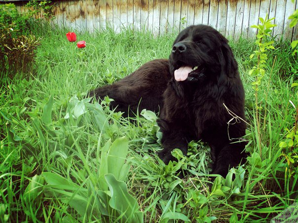 Фото: ньюфаундленд Gran Pri Tol'yatti Turandot (Гран При Тольятти Турандот)