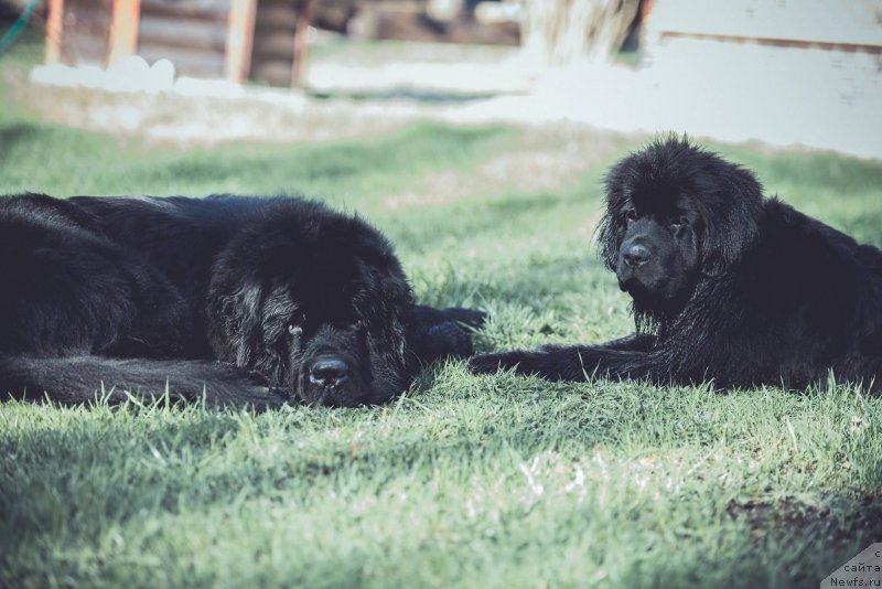 Фото: ньюфаундленд Smigar Liverpulsiy Chetvertak (Смигар Ливерпульский Четвертак), ньюфаундленд Love Inside Your Soul Moon Bear (Love Inside Your Soul Moon Bear)