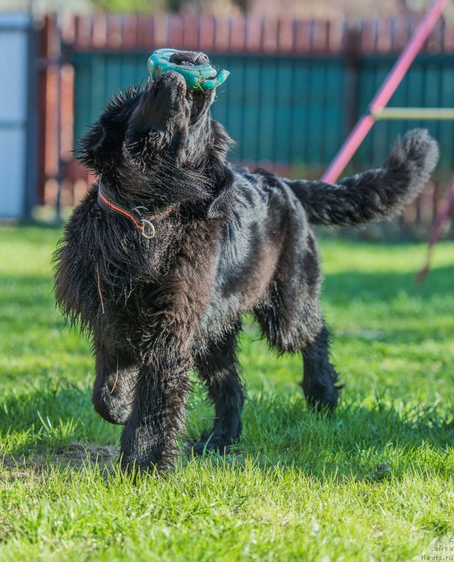 Фото: ньюфаундленд Love Inside Your Soul Moon Bear (Love Inside Your Soul Moon Bear)