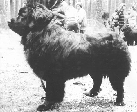 Фото: ньюфаундленд Ursus (Урсус)