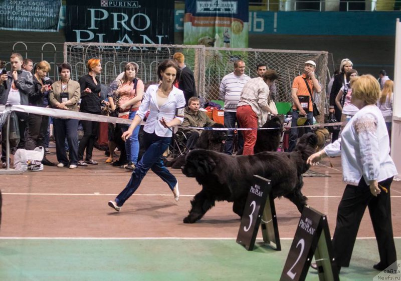 Фото: ньюфаундленд Аlpha Tauri Dinastiya Soverchenstva (Альфа Таури Династия Совершенства)