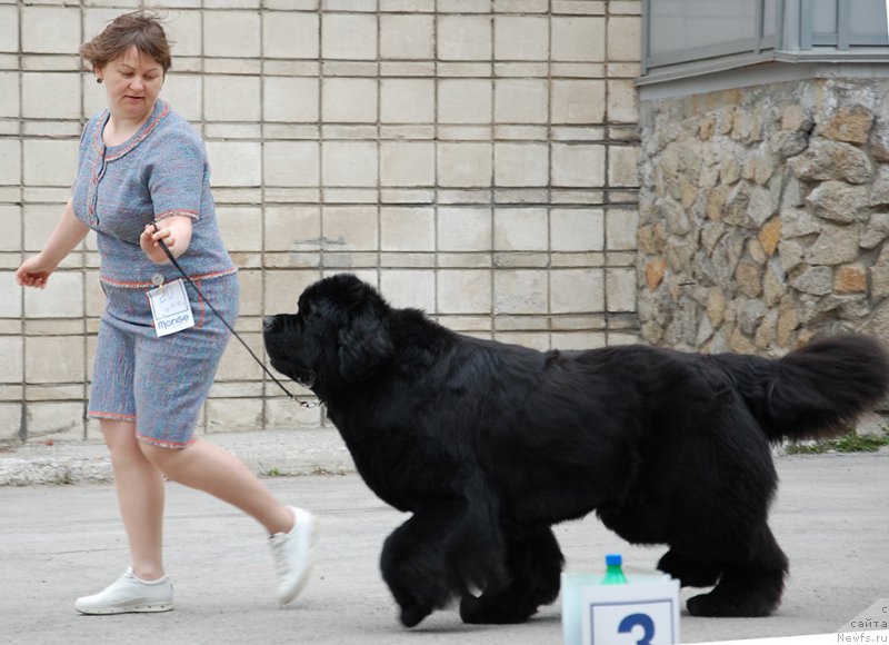 Фото: ньюфаундленд Aquatoriya Kelvin From Siberia at Cayuga (Акватория Келвин Фром Сибириа эт Каюга)