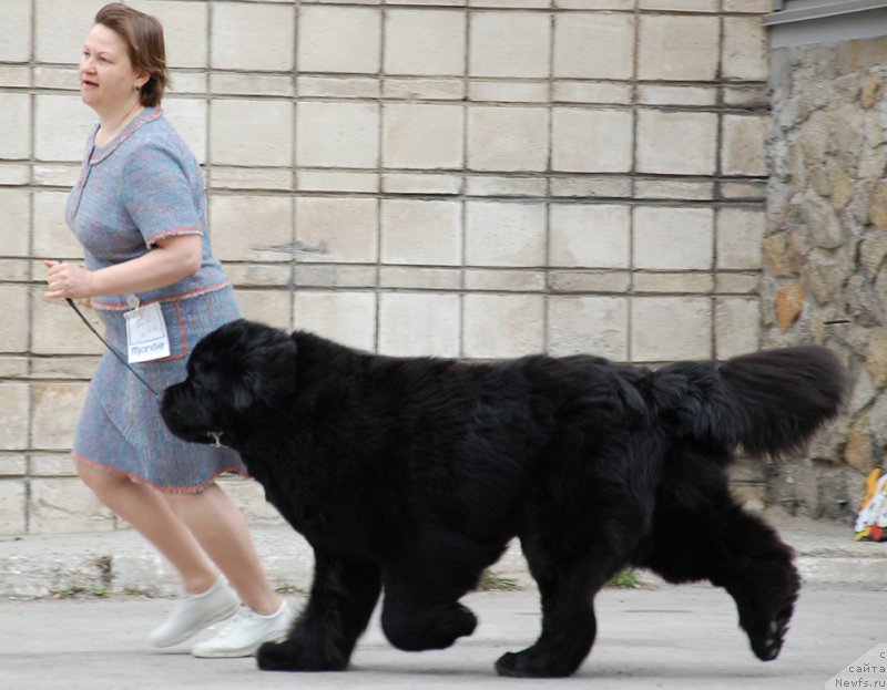 Фото: ньюфаундленд Aquatoriya Kelvin From Siberia at Cayuga (Акватория Келвин Фром Сибириа эт Каюга)