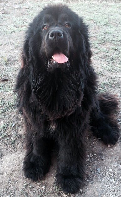 Фото: ньюфаундленд Exclusive Connection Dark Angel Vitalrose (Эксклюзив Коннэкшен Дарк Энджел Витал Роуз)