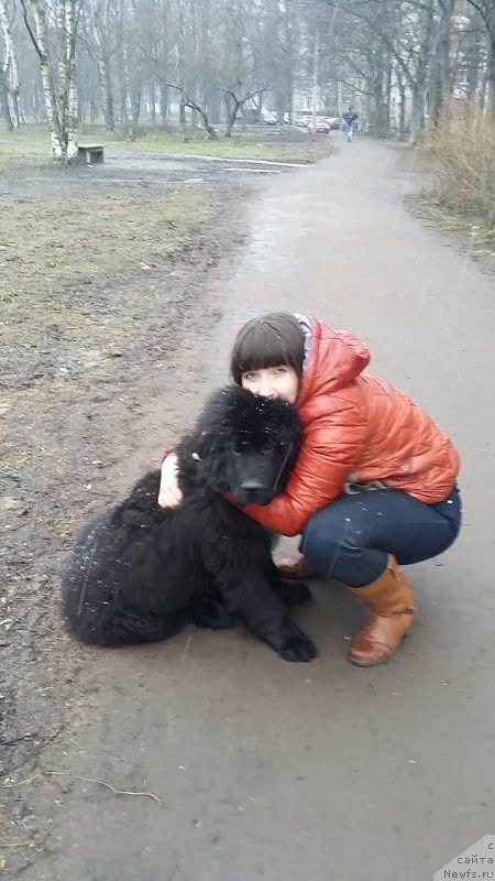 Фото: ньюфаундленд Lankaster (Ланкастер), Elena YAryigina (Елена Ярыгина)