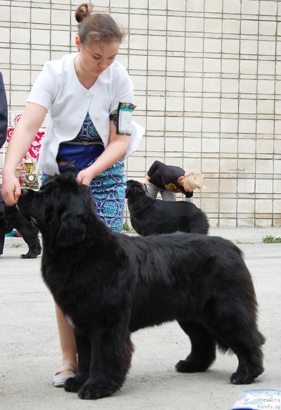 Фото: ньюфаундленд Akvian Song Lavatera (Аквиан Сонг Лаватера)