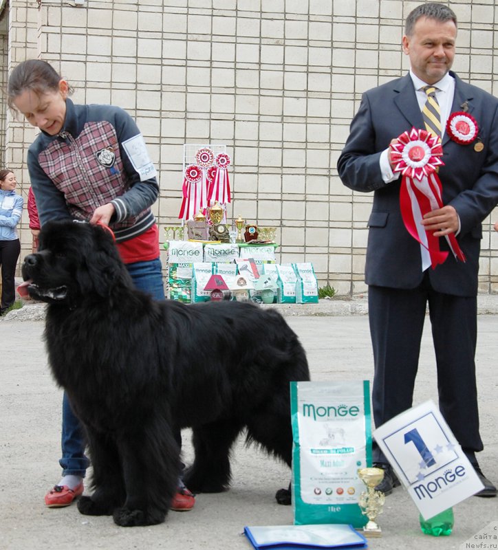 Фото: ньюфаундленд Moon Brook Good As Gold (Моон Броок Гоод Ас Голд)