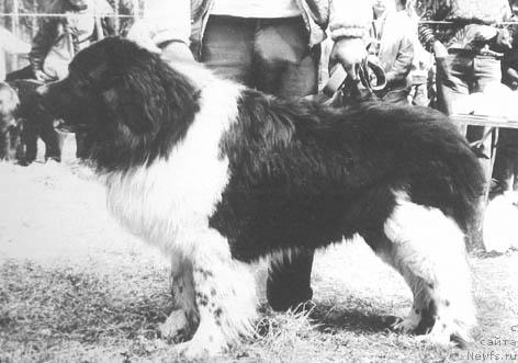 Фото: ньюфаундленд Flint (Флинт)