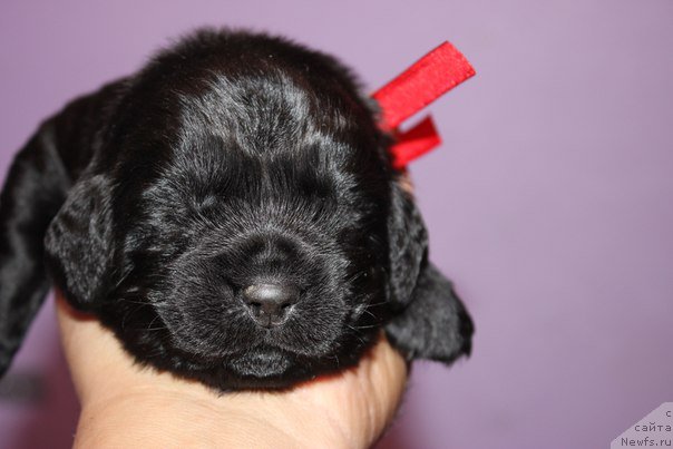 Фото: ньюфаундленд Azartnyiy Igrok (Азартный Игрок)