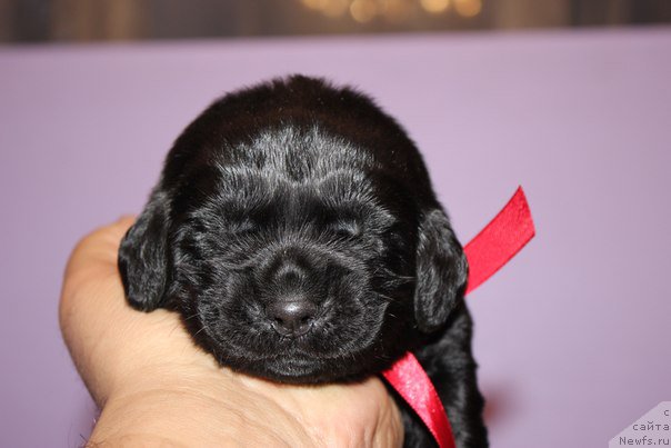 Фото: ньюфаундленд Al'ter YEgo (Альтер Эго)