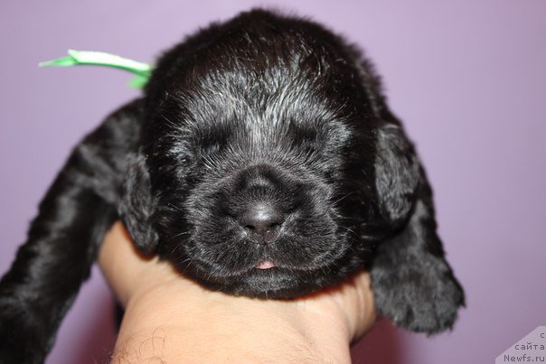 Фото: ньюфаундленд Aristokraticheskaya SHtuchka (Аристократическая Штучка)