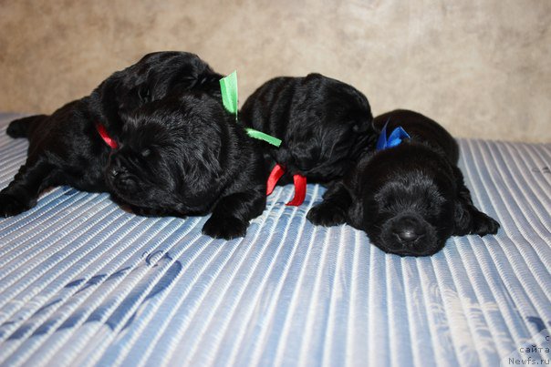Фото: ньюфаундленд Al'ter YEgo (Альтер Эго), ньюфаундленд Aristokraticheskaya SHtuchka (Аристократическая Штучка), ньюфаундленд Azartnyiy Igrok (Азартный Игрок), ньюфаундленд Art Deko Osobyiy SHik (Арт Деко Особый Шик)