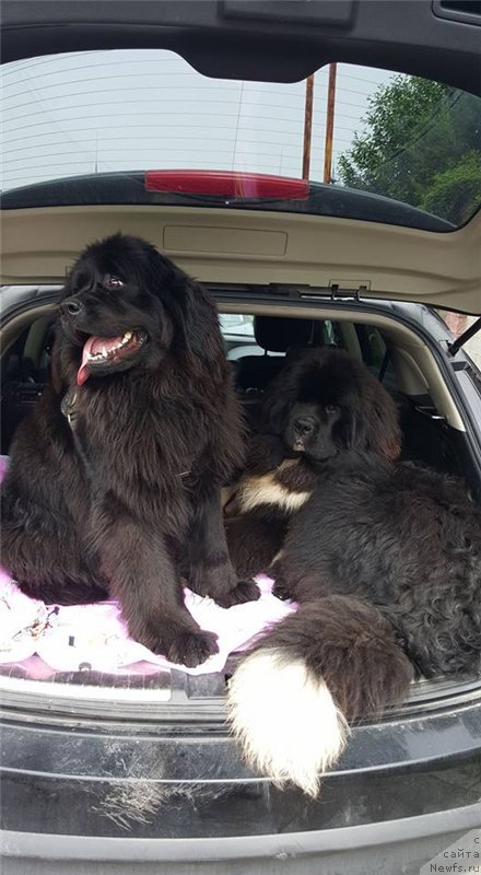 Фото: ньюфаундленд Super Premium Rio de Janeiro (Супер Премиум Рио де Жанейро)