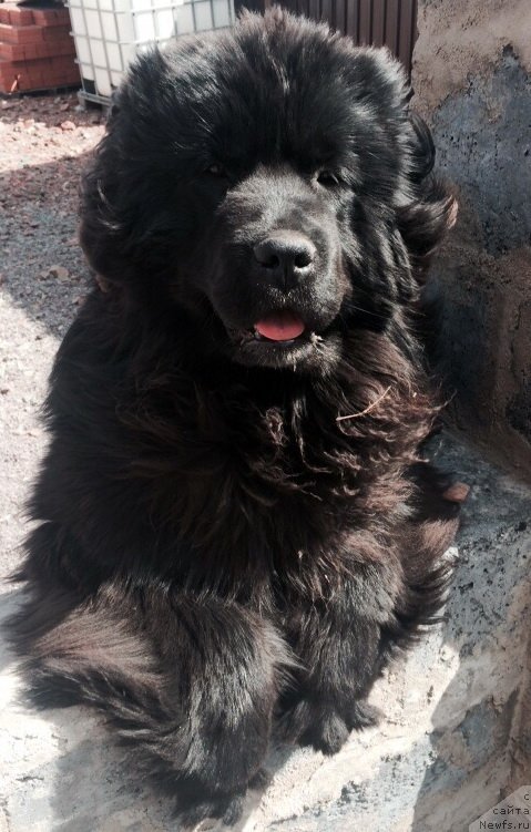 Фото: ньюфаундленд Super Premium Roksi (Супер Премиум Рокси)