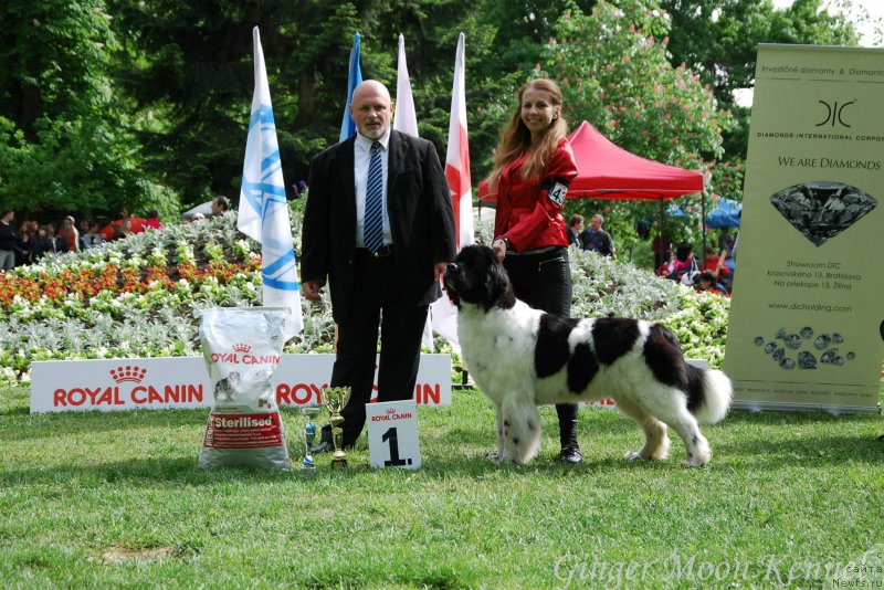 Фото: ньюфаундленд Chernaya Mafia Zebra Time (Черная Мафия Зебра Тиме)