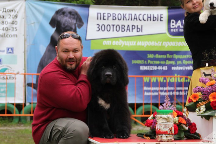 Фото: ньюфаундленд Gusar s Berega Dona (Гусар с Берега Дона)