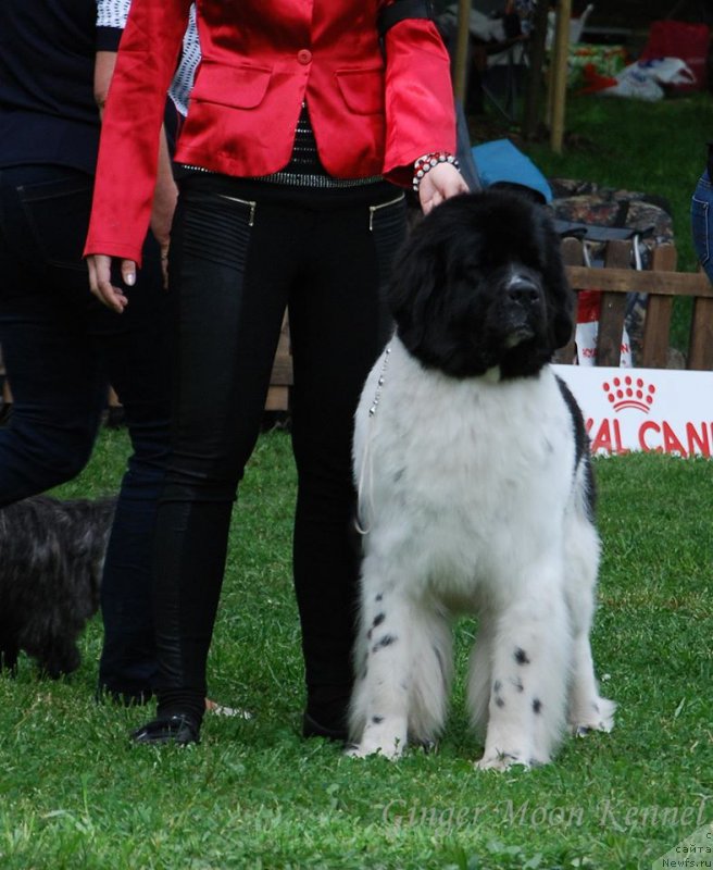 Фото: ньюфаундленд Chernaya Mafia Zebra Time (Черная Мафия Зебра Тиме)