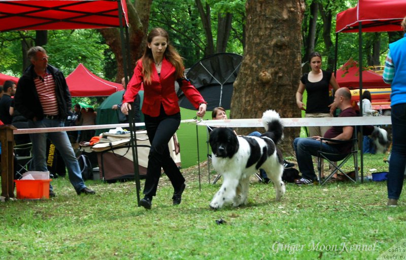 Фото: ньюфаундленд Chernaya Mafia Zebra Time (Черная Мафия Зебра Тиме)