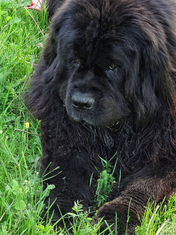 Фото: ньюфаундленд Potap Fidel' (Потап Фидель)