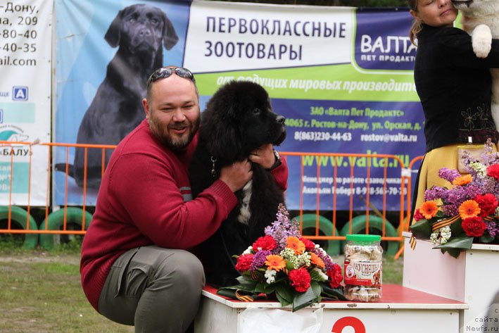 Фото: ньюфаундленд Gusar s Berega Dona (Гусар с Берега Дона)