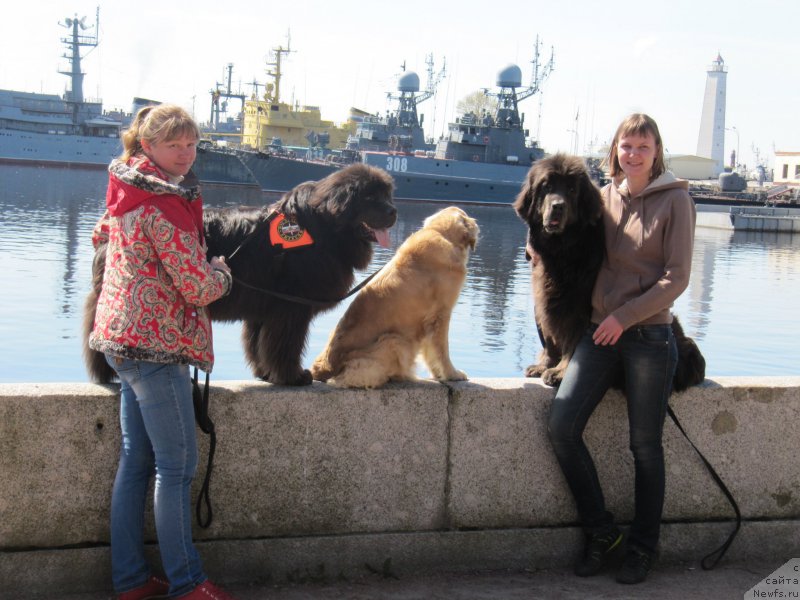 Фото: Anna Petrushkina (Анна Петрушкина), ньюфаундленд Melty Wave Marine Tifeya (Мелти Вейв Марин Тифея), Лиса, Anastasiya Kireeva (Анастасия Киреева), ньюфаундленд Dyurbahler Klab Al'faretta Vin'etta (Дюрбахлер Клаб Альфаретта Виньетта)