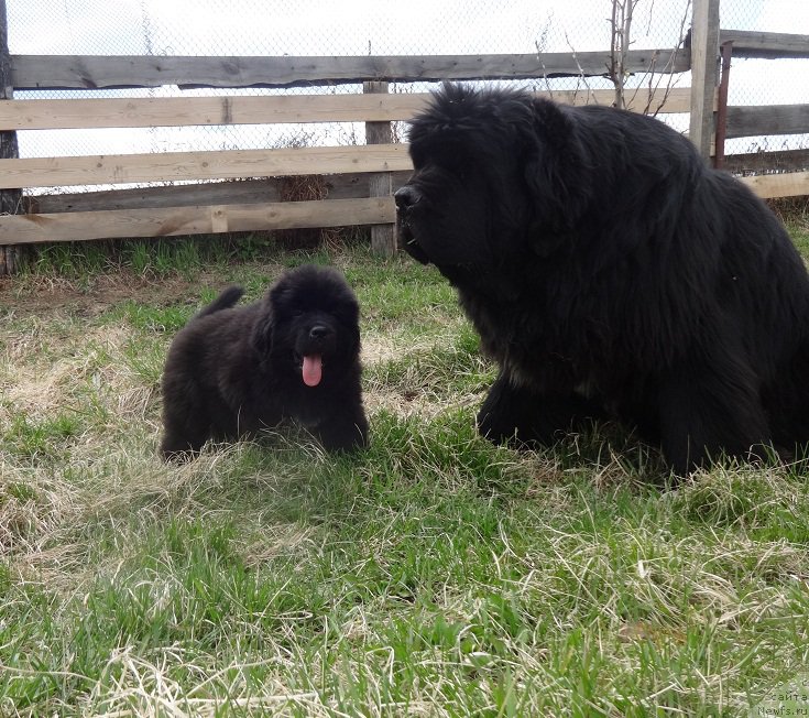 Фото: ньюфаундленд Promise To Love Midnight Bear (Promise To Love Midnight Bear), ньюфаундленд Kiper Soul Smayli dlya N'yufort (Кипер Соул Смайли для Ньюфорт)