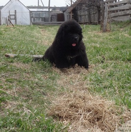 Фото: ньюфаундленд Kiper Soul Smayli dlya N'yufort (Кипер Соул Смайли для Ньюфорт)