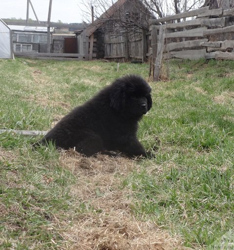 Фото: ньюфаундленд Kiper Soul Smayli dlya N'yufort (Кипер Соул Смайли для Ньюфорт)