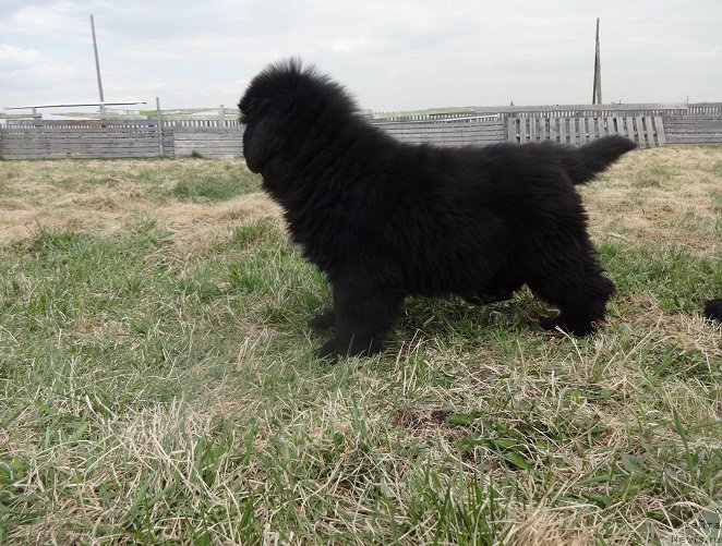 Фото: ньюфаундленд Promise To Love Midnight Bear (Promise To Love Midnight Bear)