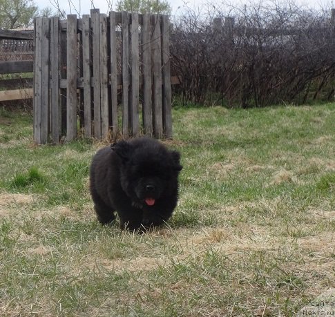 Фото: ньюфаундленд Kiper Soul Smayli dlya N'yufort (Кипер Соул Смайли для Ньюфорт)