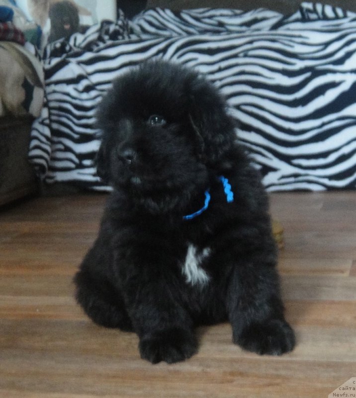 Фото: ньюфаундленд Prayd ot Laskovogo Del'fina (Прайд от Ласкового Дельфина)