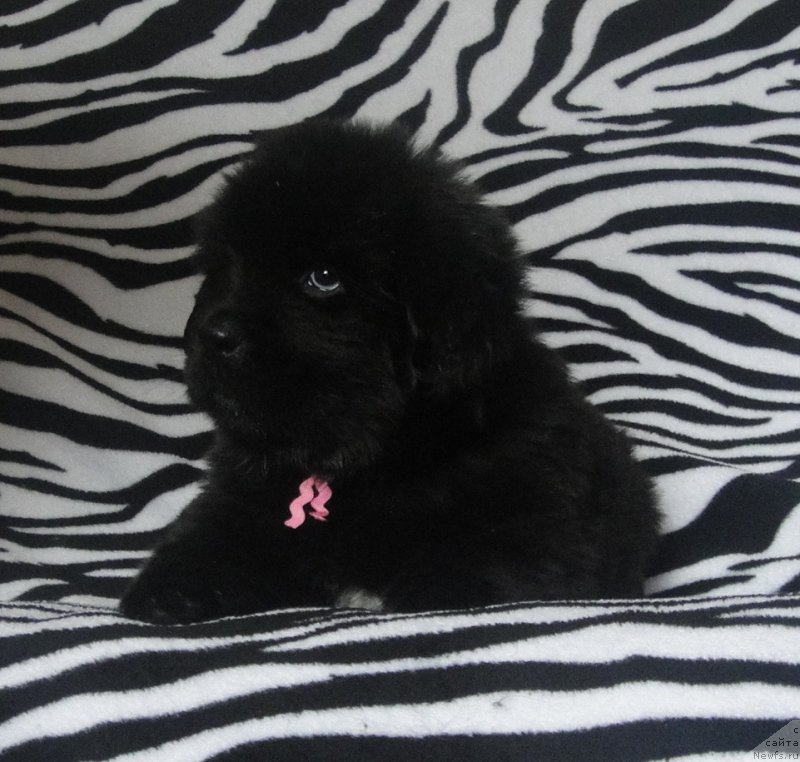 Фото: ньюфаундленд Patricia ot Laskovogo Delphina (Патриция от Ласкового Дельфина)