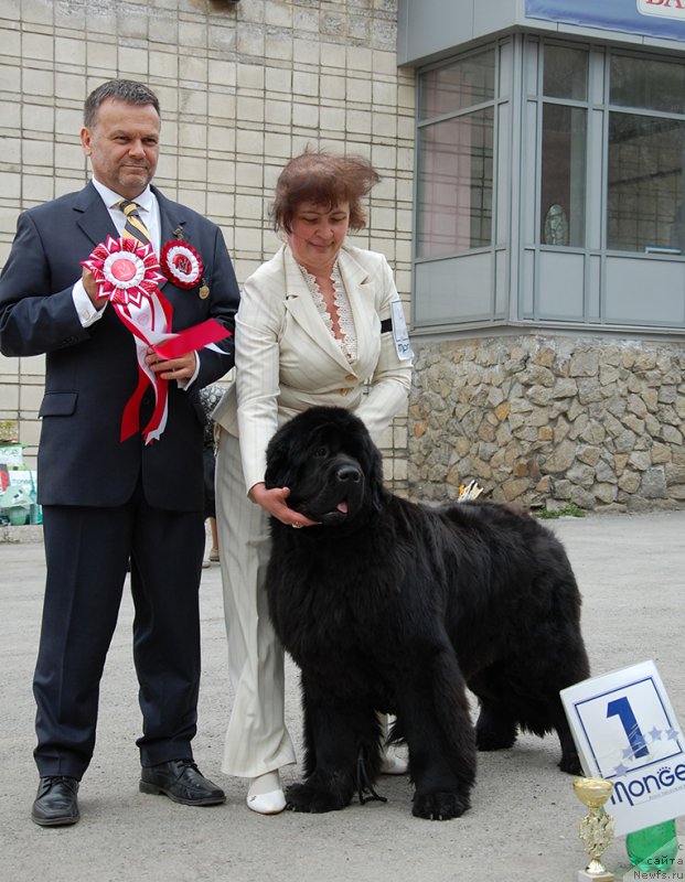 Фото: ньюфаундленд Overture iz Medvejyego Yara (Увертюра из Медвежьего Яра)