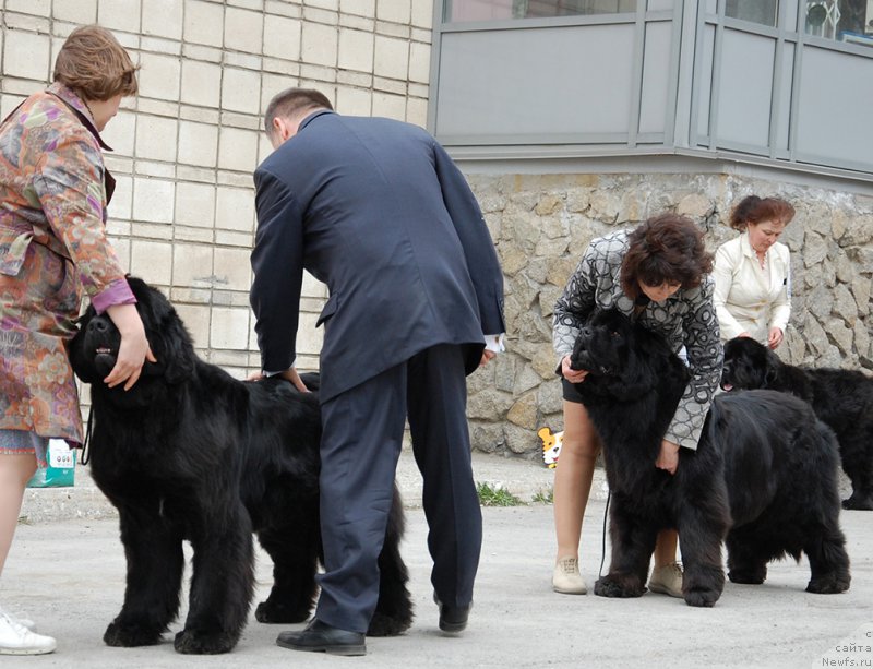 Фото: ньюфаундленд Aquatoriya Kelvin Fifa (Акватория Келвин Фифа), ньюфаундленд Super Premium Invisible (Супер Премиум Инвисибл)