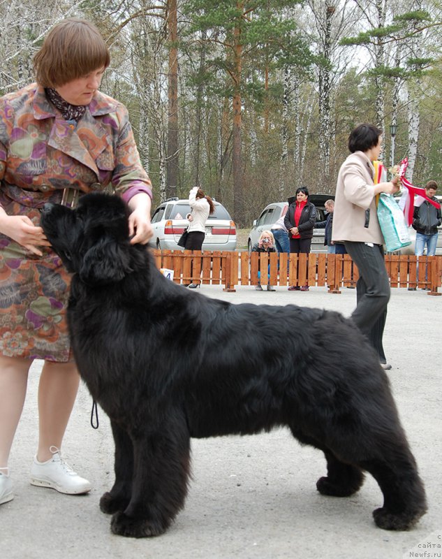 Фото: ньюфаундленд Aquatoriya Kelvin Fifa (Акватория Келвин Фифа)