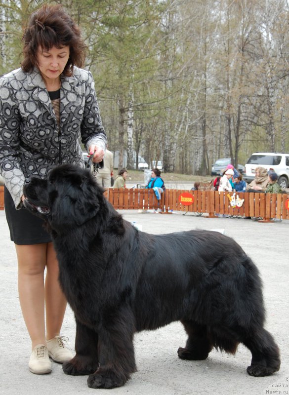 Фото: ньюфаундленд Super Premium Invisible (Супер Премиум Инвисибл)