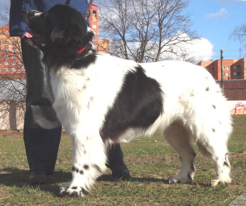 Фото: ньюфаундленд Sent Djons Isida (Сент Джонс Исида)