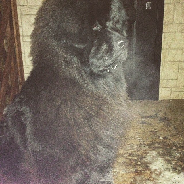 Фотография № 181481