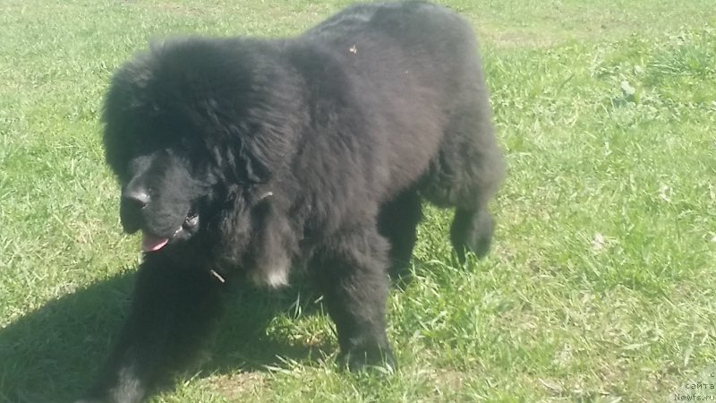 Фото: ньюфаундленд Lankaster (Ланкастер)