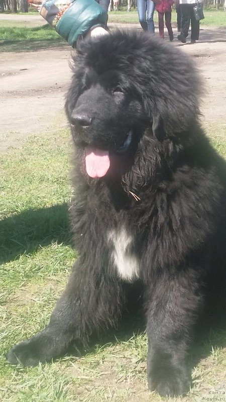 Фото: ньюфаундленд Lankaster (Ланкастер)