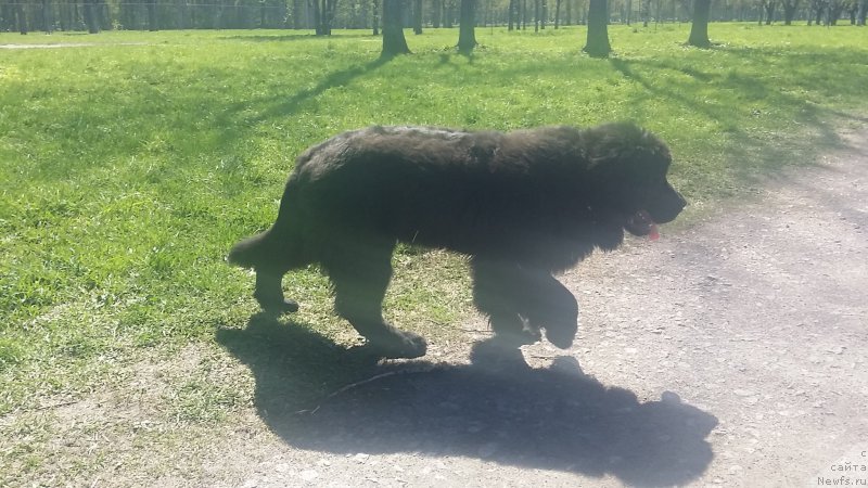 Фото: ньюфаундленд Lankaster (Ланкастер)