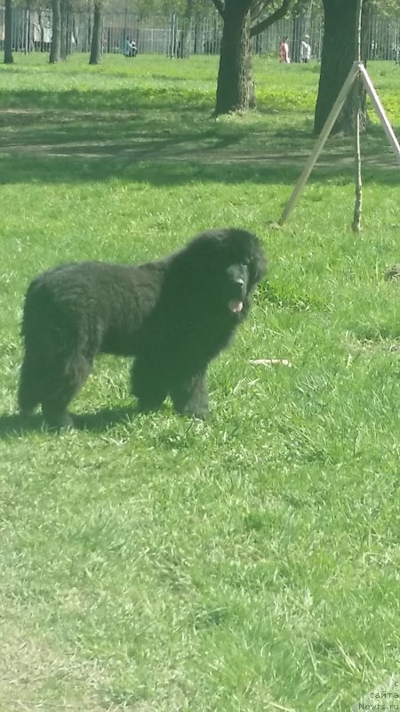 Фото: ньюфаундленд Lankaster (Ланкастер)