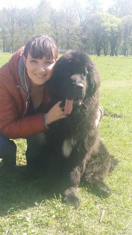 Фото: ньюфаундленд Lankaster (Ланкастер), Elena YAryigina (Елена Ярыгина)