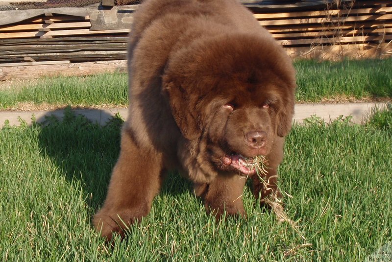 Фотография № 181503