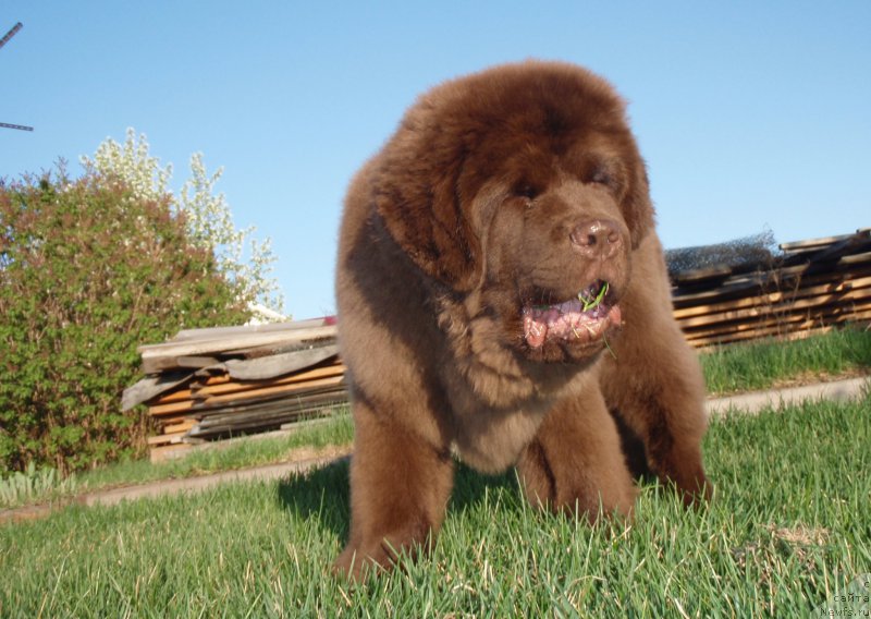 Фотография № 181505