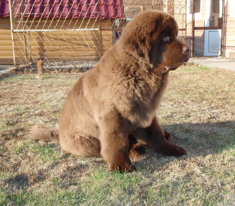 Фото: ньюфаундленд Plushevaya Panda Giorgio Beuerlu Hills (Плюшевая Панда Гиоргио Беуерлу Хиллс)