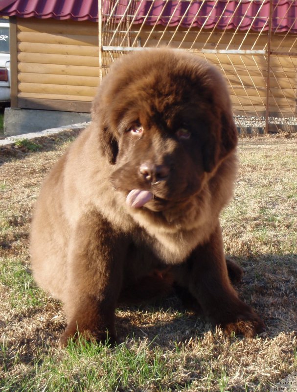 Фотография № 181507